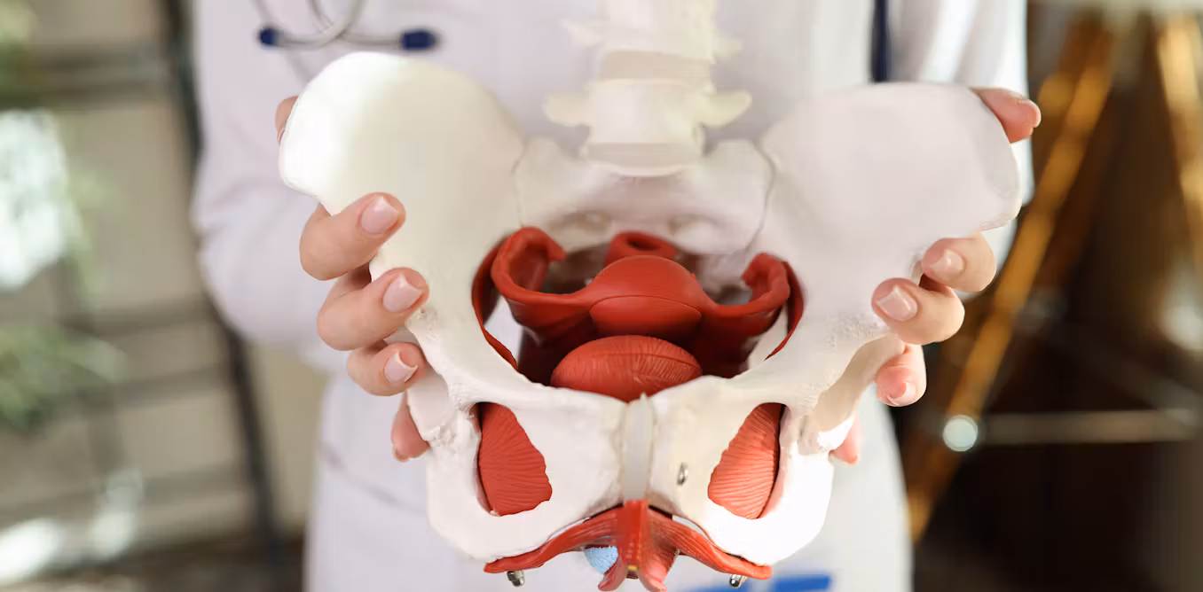 Featured image for Essential Guide to Pelvic Floor Health for Women of All Ages