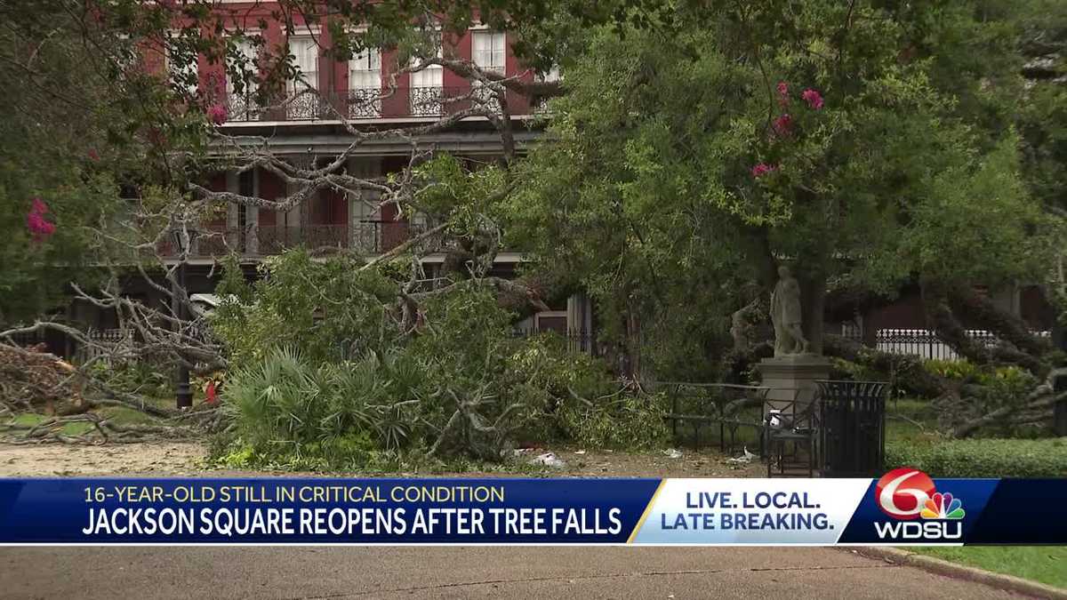 Featured image for City Faces Lawsuit After Teen Injured by Falling Tree in Jackson Square