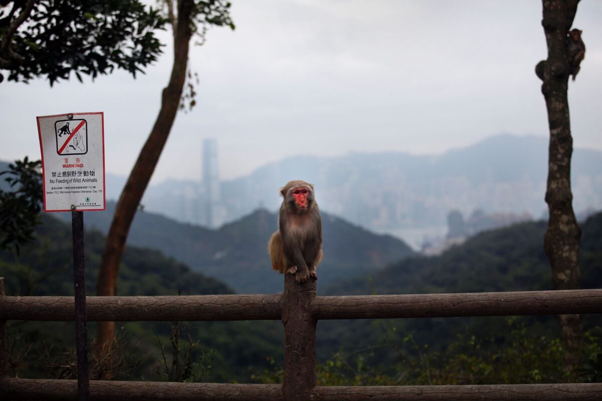 Featured image for "First Human Case of B Virus in Hong Kong Linked to Monkey Attack"