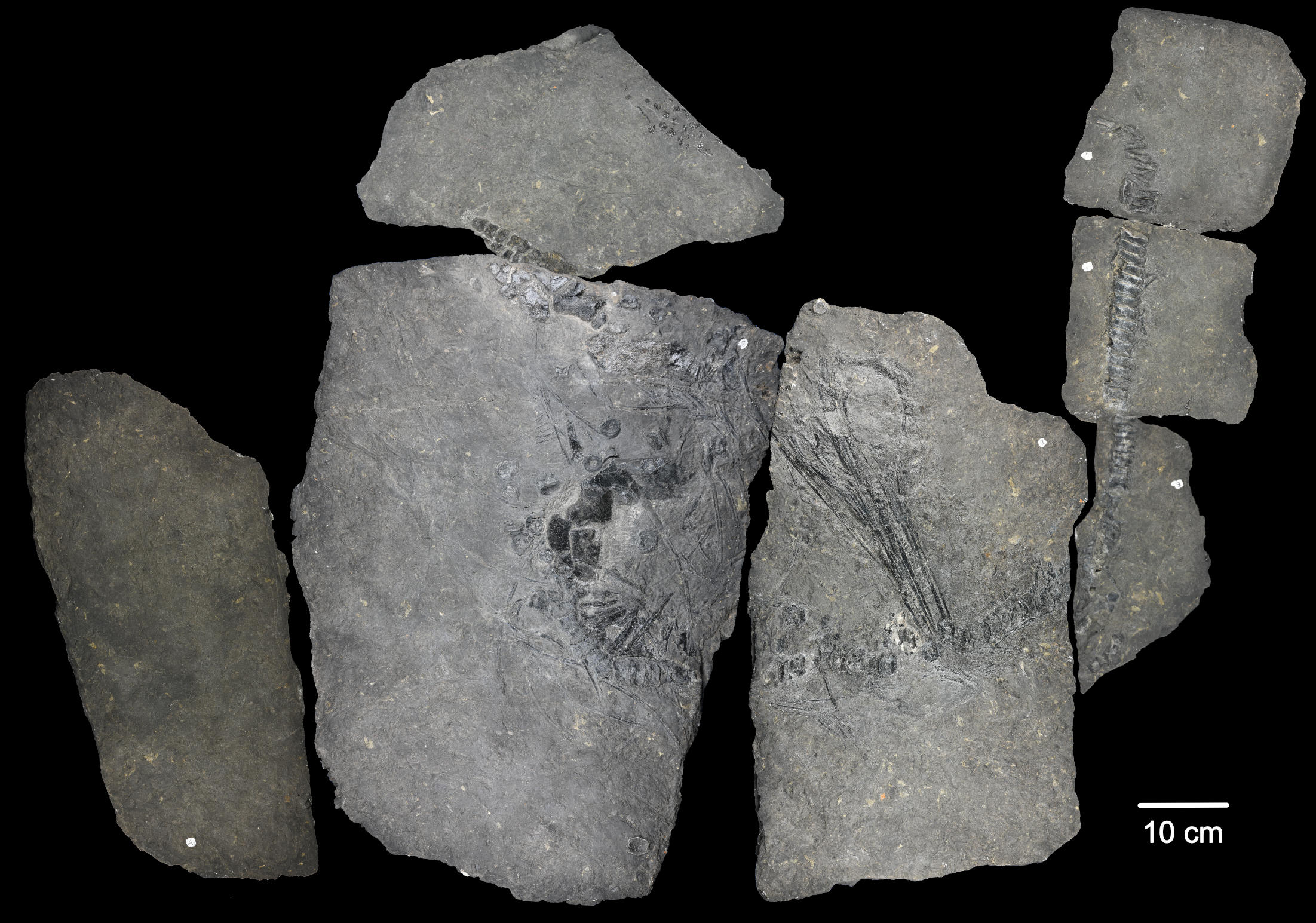 Featured image for "Reviving the Past: X-ray Technology Unveils Mystery Marine Reptile"