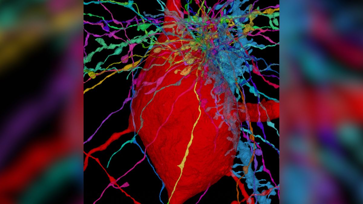 Featured image for Unveiling the Intricate Wireless Maps of Brain-Cell 'Antennae' and Worm's Nervous System