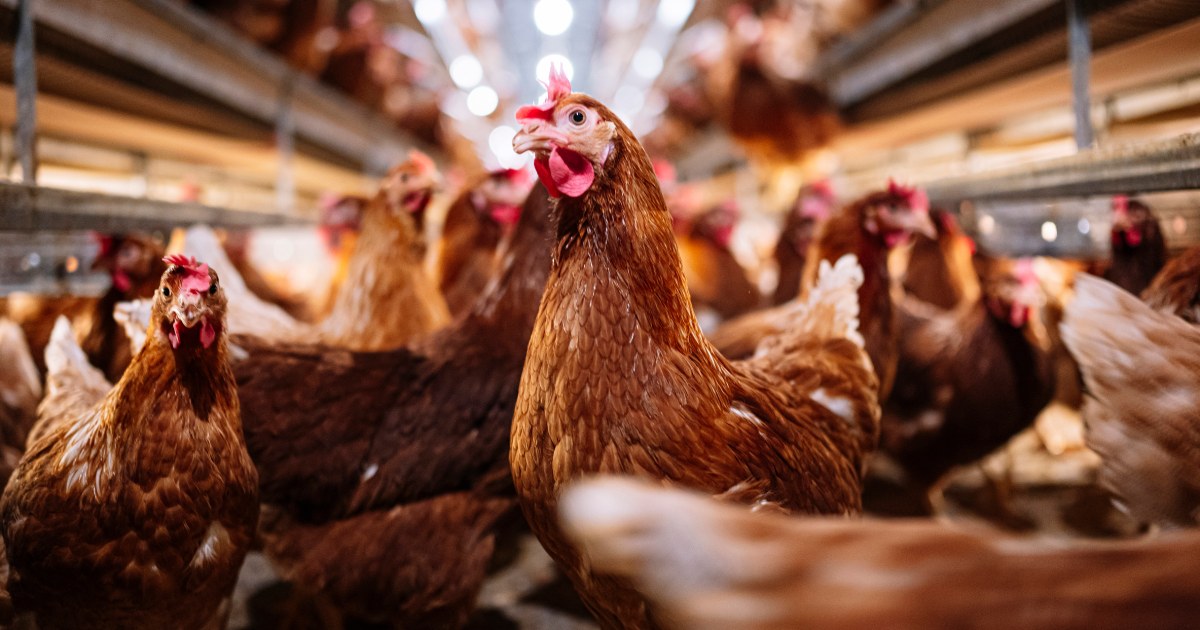 "Colorado Poultry Workers Hit by New Bird Flu Cases"