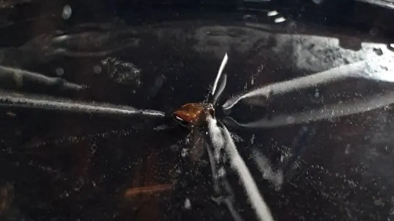 Featured image for Enhancing Cloud Chamber Performance