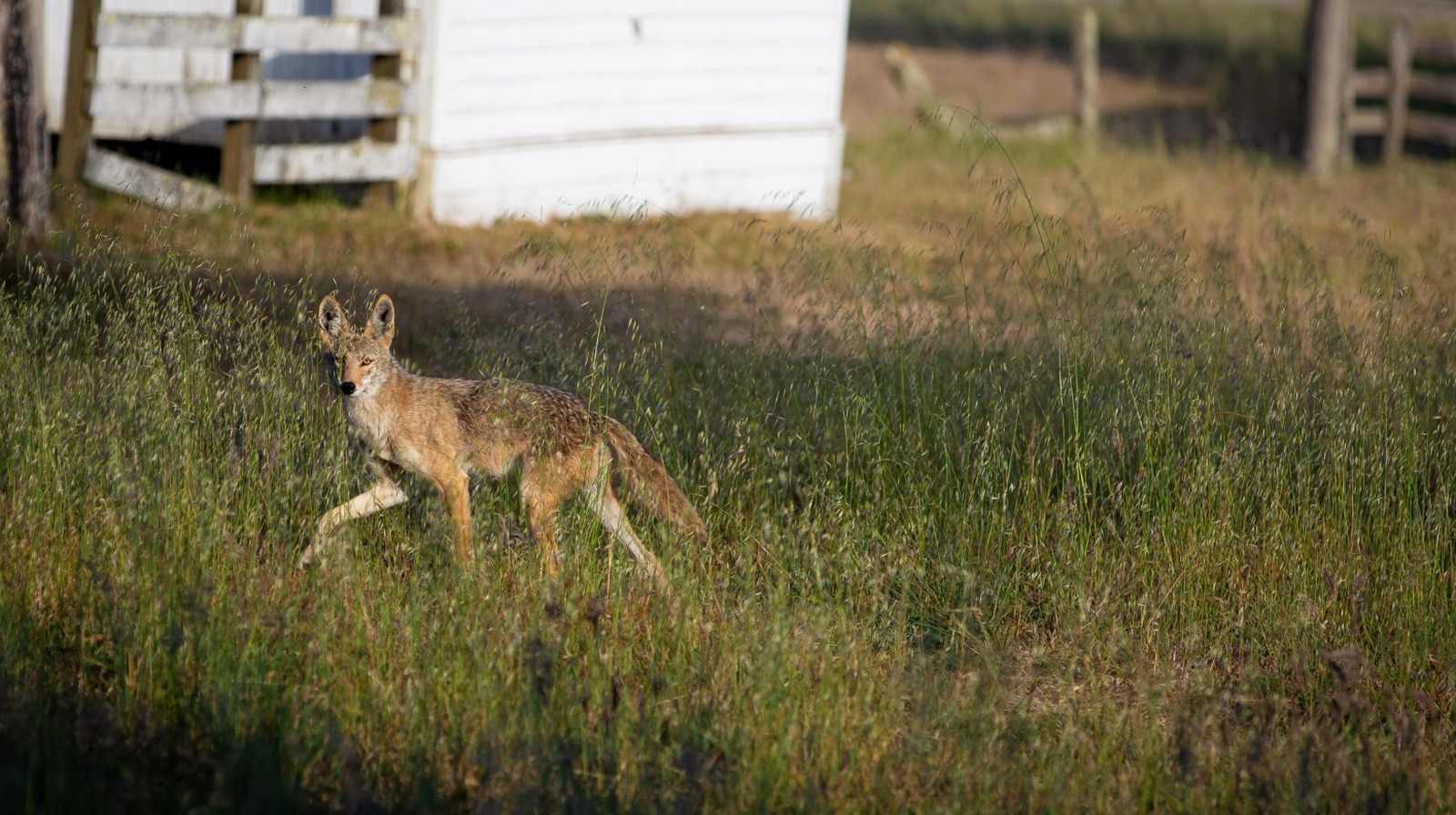 Featured image for How to Handle a Coyote Sighting in Your Backyard