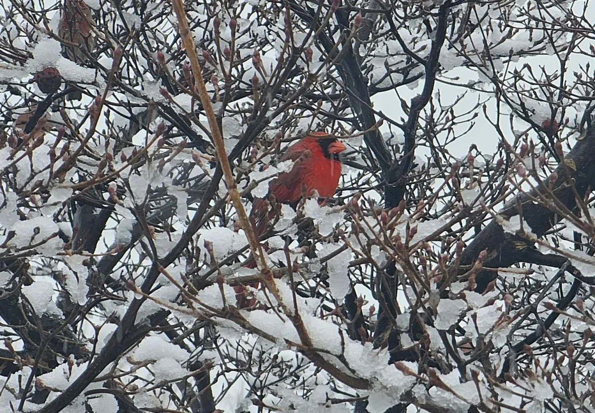 Virginia braces for a weekend winter storm with potential snow and ice mix