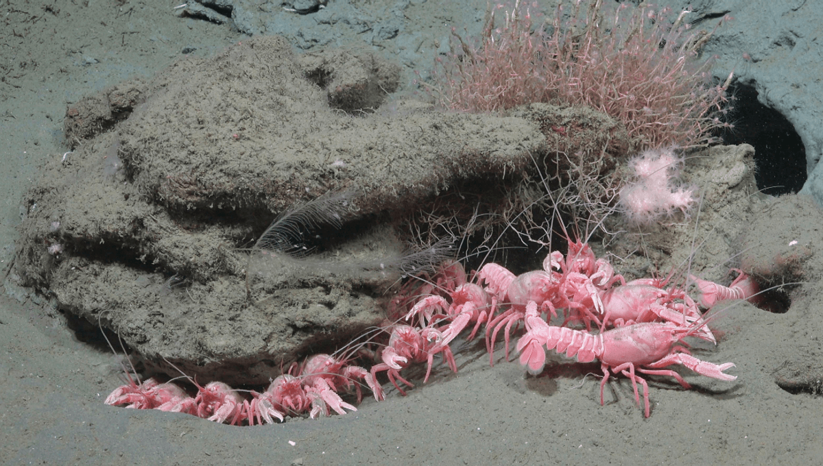 Featured image for Groundbreaking Deep Sea Discoveries Unveil New Species and Ocean Biodiversity