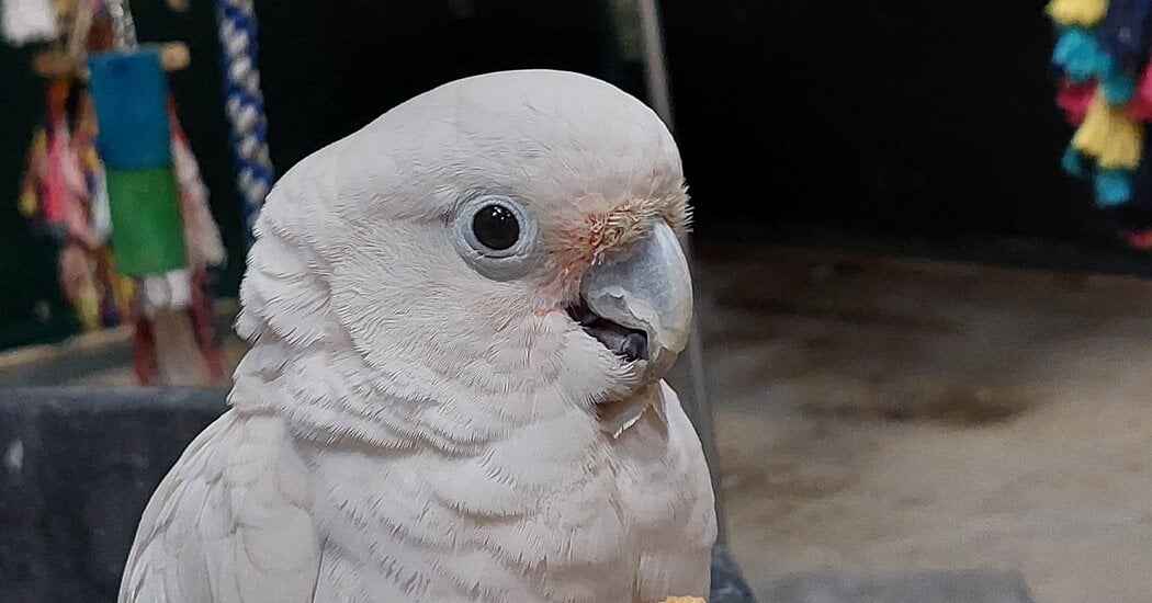 Featured image for Parrots' Food-dunking Habit Sheds Light on Human Snack Preferences