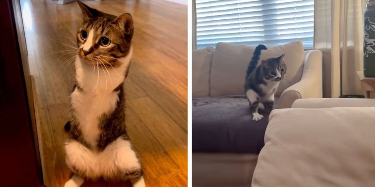 "Adorable Kitten Named Duck Masters Running on Two Feet, Resembling a Velociraptor"