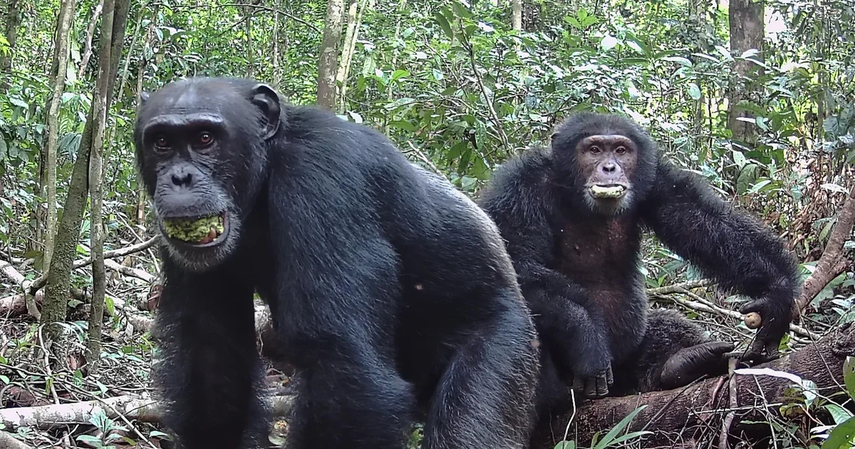 Featured image for Wild chimpanzees' fermented fruit diet supports 'drunken monkey' theory