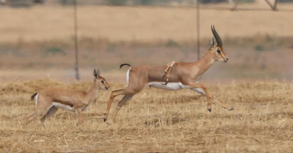 Featured image for "Unprecedented Sighting: Six-Legged Gazelle Discovered in Israel"