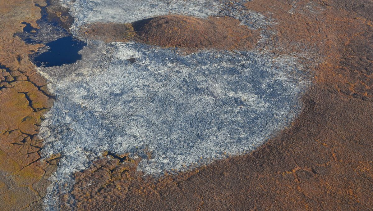 Massive Carbon Storage Found in Arctic's City-Sized Logjam