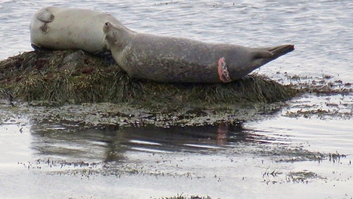Featured image for Great White Sharks Return to Cape Cod for Memorial Day Weekend