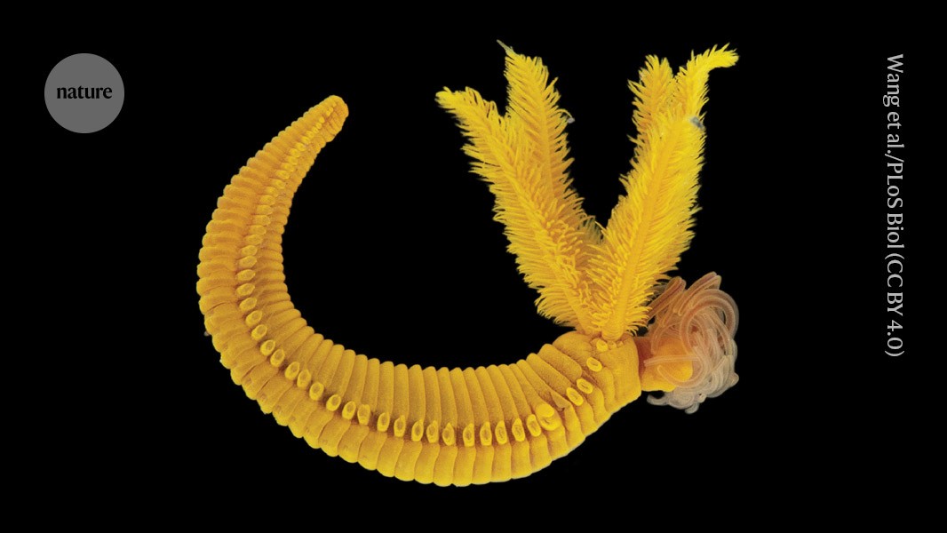 Featured image for Deep-Sea Worm Produces Toxic Yellow Pigment Used in Masterpieces