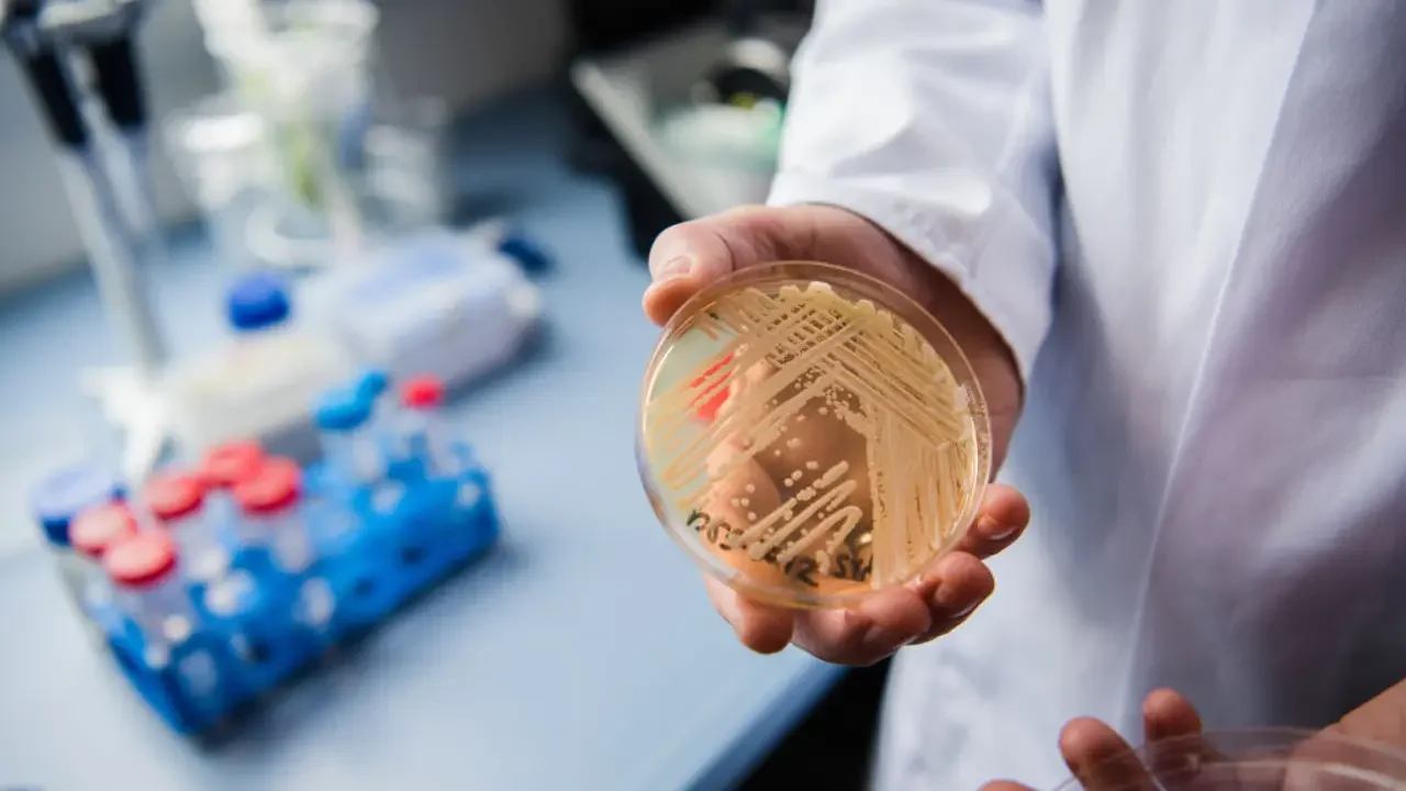 Featured image for Superbug Candida auris Spreading Rapidly Across US, Experts Warn