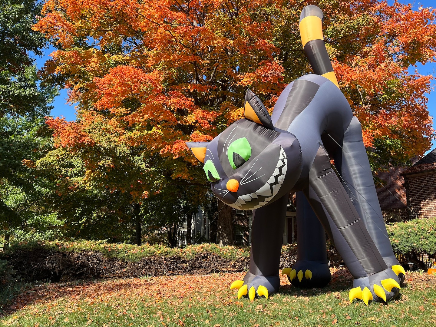Halloween Chill Gives Way to Weekend Warmth in D.C.-area Forecast