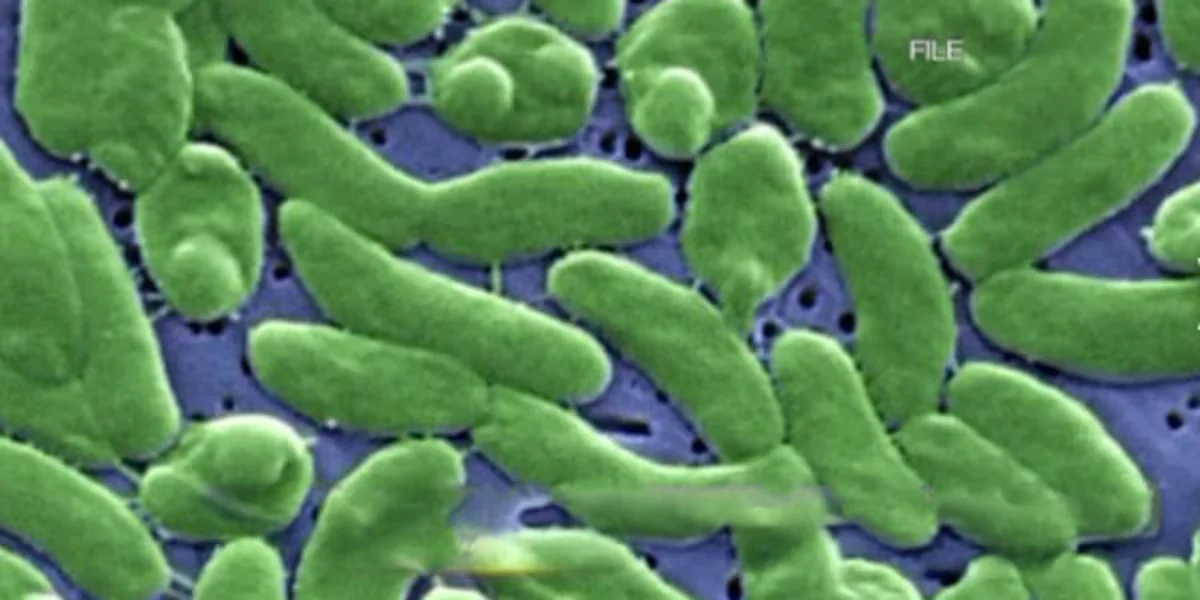 Four Florida Deaths in 2025 Linked to Flesh-Eating Vibrio Bacteria