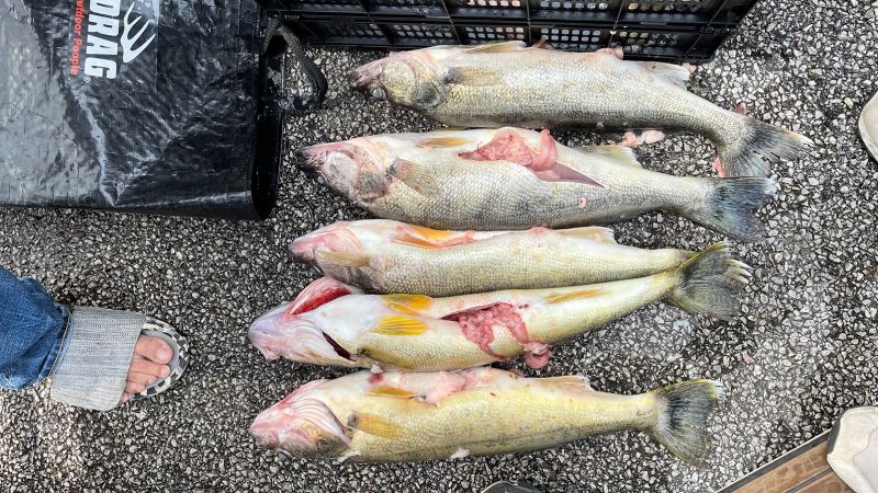Featured image for Ohio Fishermen Sentenced to Jail for Cheating in Walleye Tournament