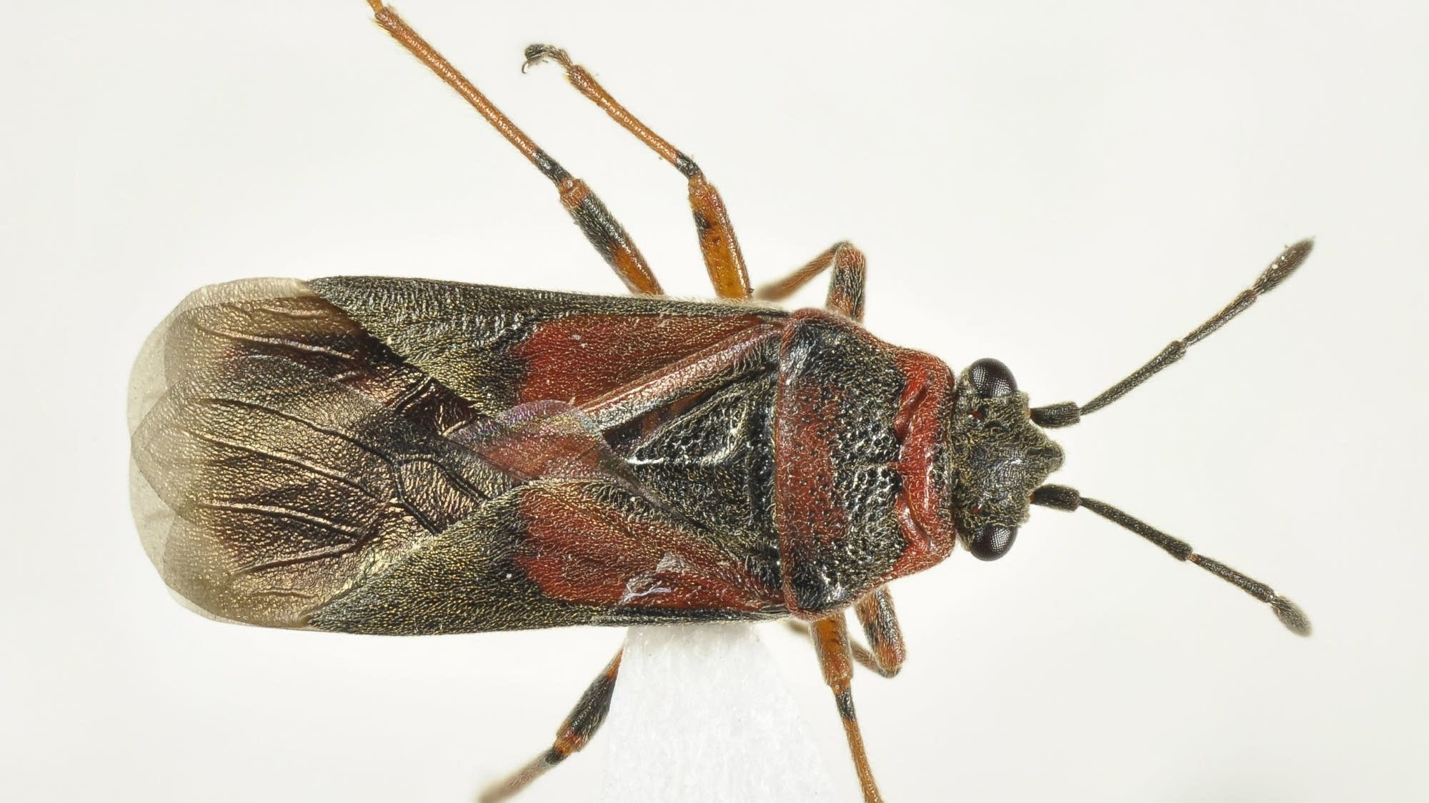 New Invasive Insects Discovered in Minnesota