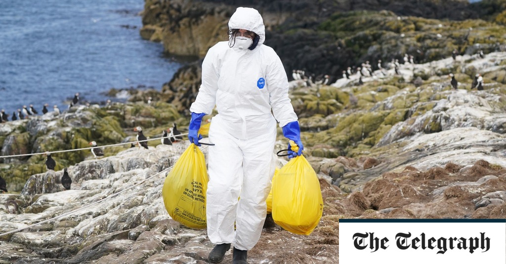 Bird flu infects UK poultry workers