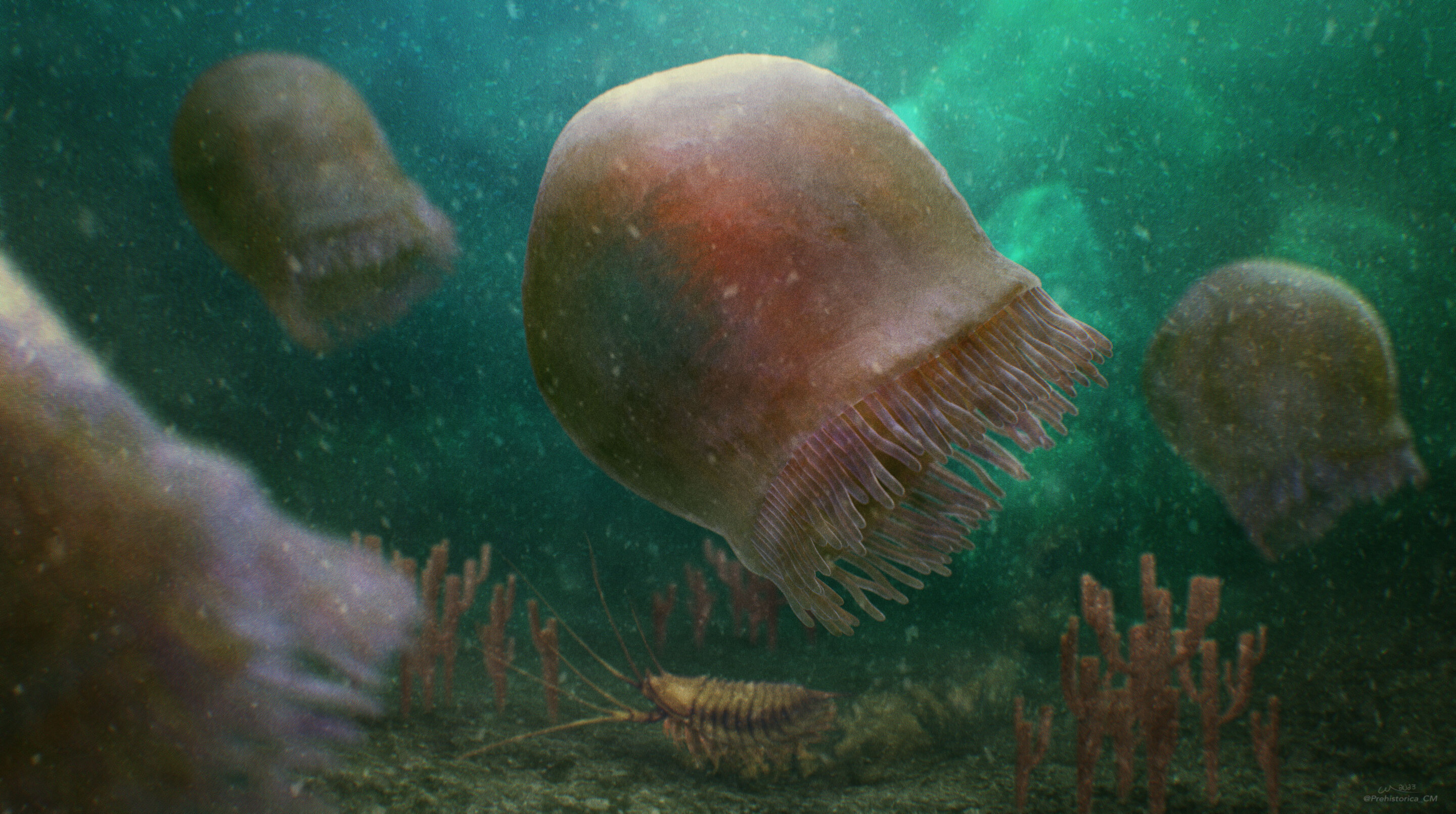 Featured image for Ancient Swimming Jellyfish Fossils Unearthed