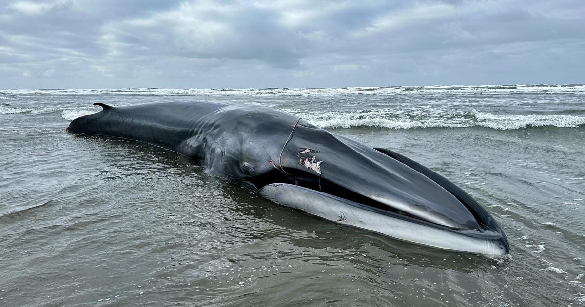 "Endangered Fin Whale Found Washed Up on Oregon Beach, Entangled and Emaciated"