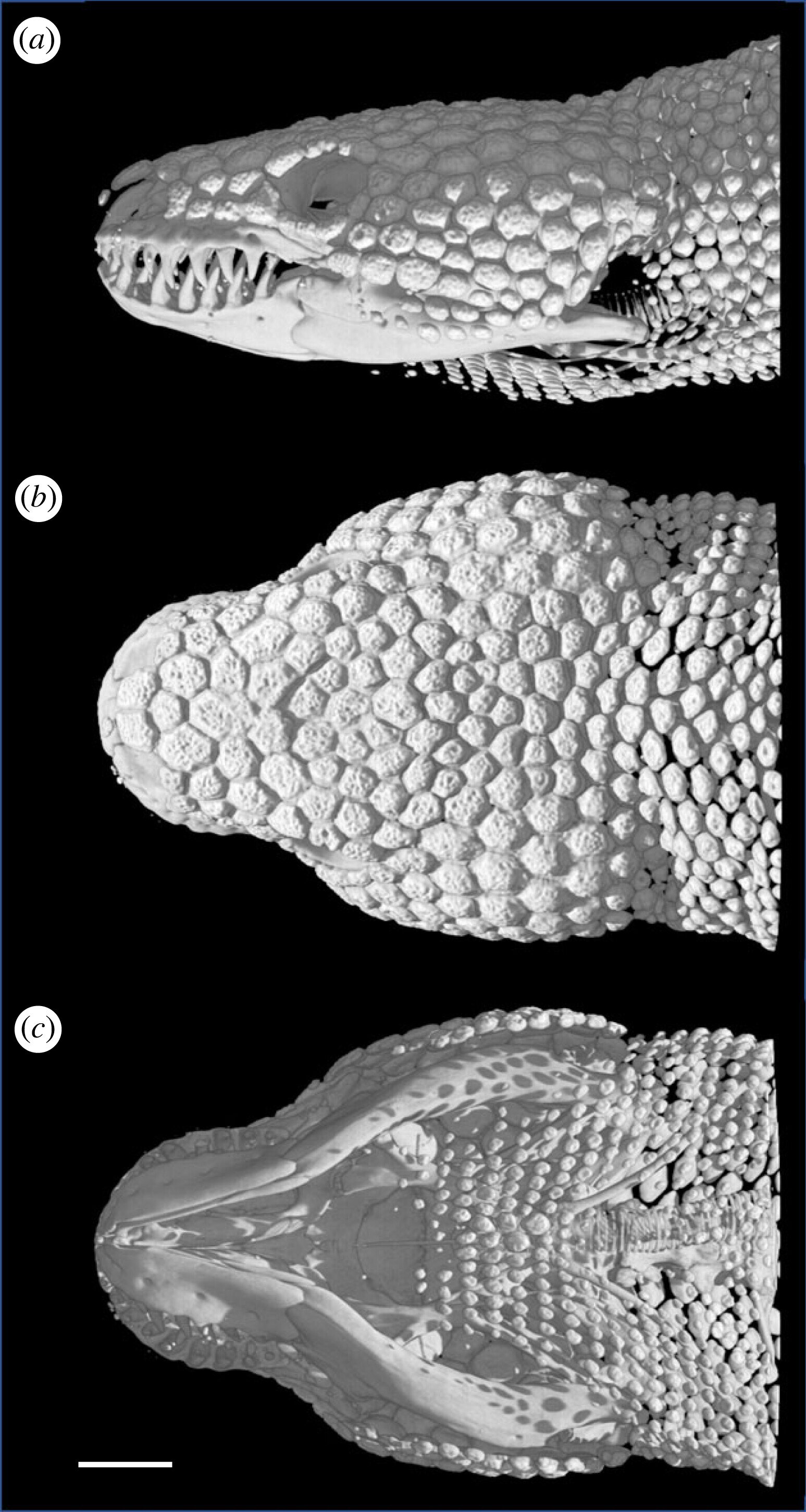 Featured image for Study reveals surprising violence in female Gila monster fights.