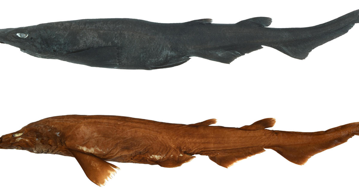 Newly Discovered Demon Catshark Species with White Shiny Eyes Found in Australian Waters