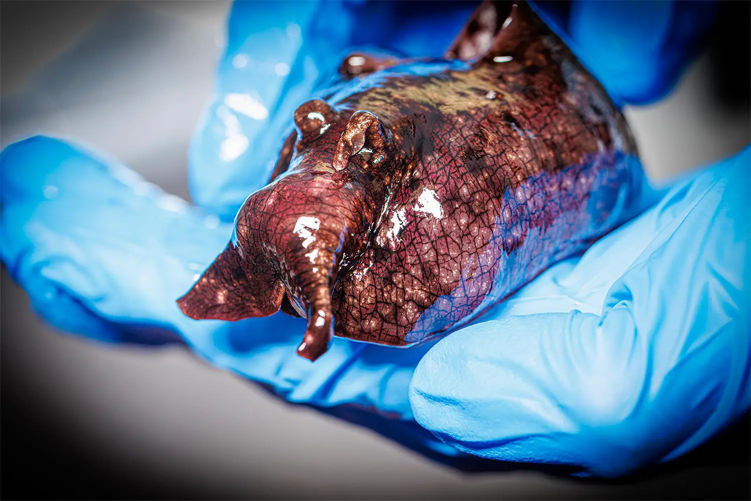 Featured image for Revolutionary Biological Discovery Unveiled by Scientists