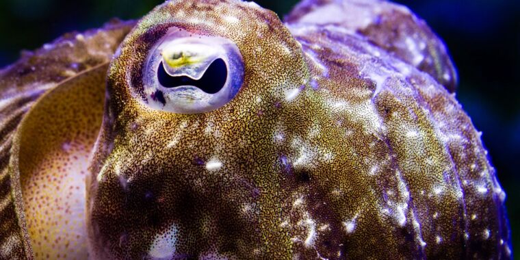 Featured image for Unraveling the Complexity of Cuttlefish Camouflage