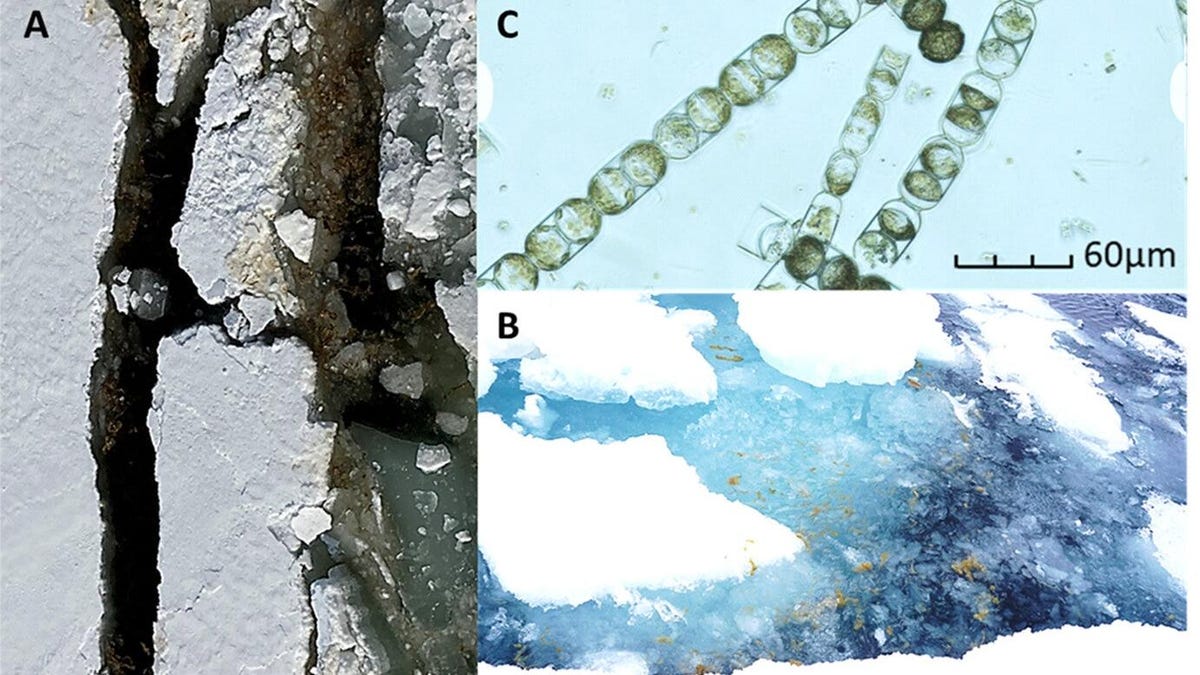 Microplastic Contamination Threatens Arctic Organisms and Food Chains