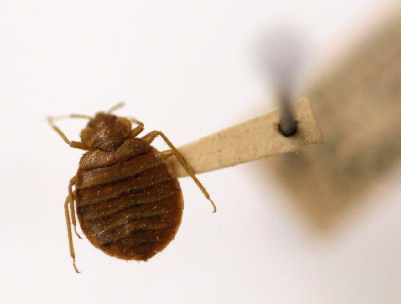 "Orkin's 2022 Ranking: The Most Bed Bug-Infested Cities in the US Revealed"
