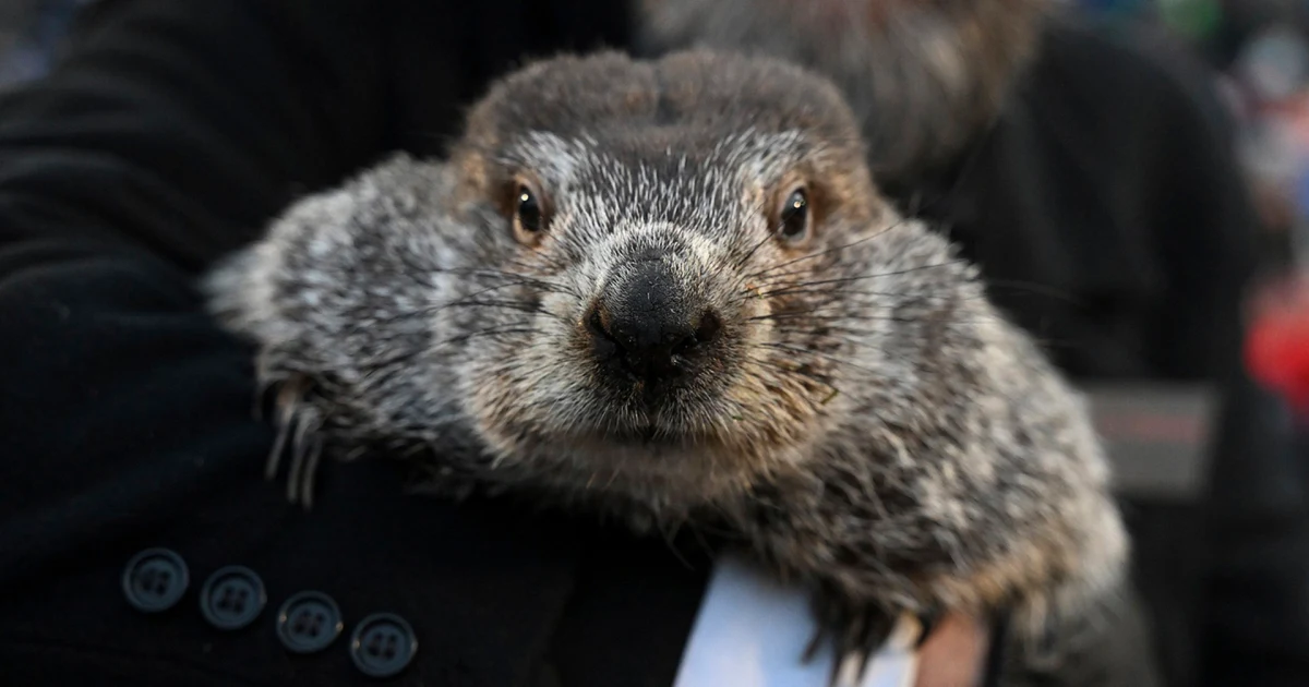 Featured image for "Punxsutawney Phil's 2024 Forecast: Early Spring Predicted"