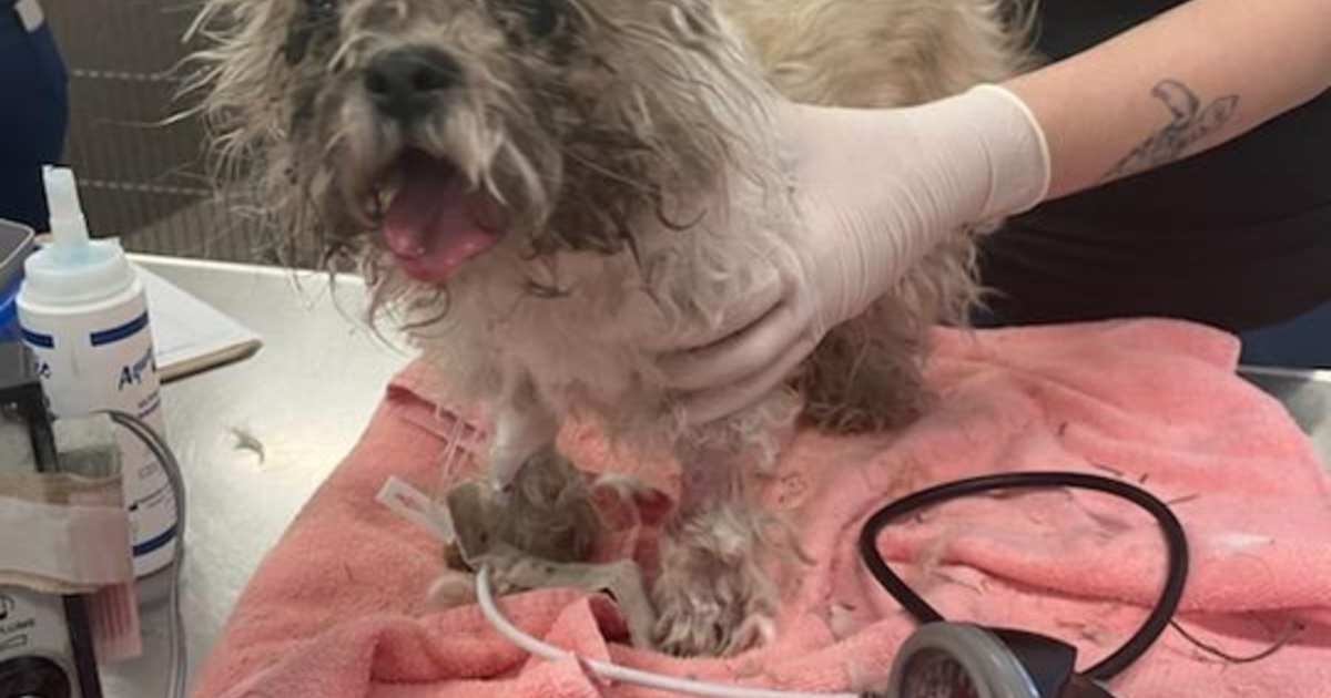 Florida Man Arrested for Cruelty: Throwing Dog in Dumpster After Owners' Death