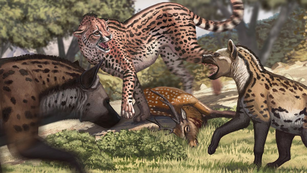 Featured image for "Ancient Giant Cheetah Once Roamed China Alongside Tigers"