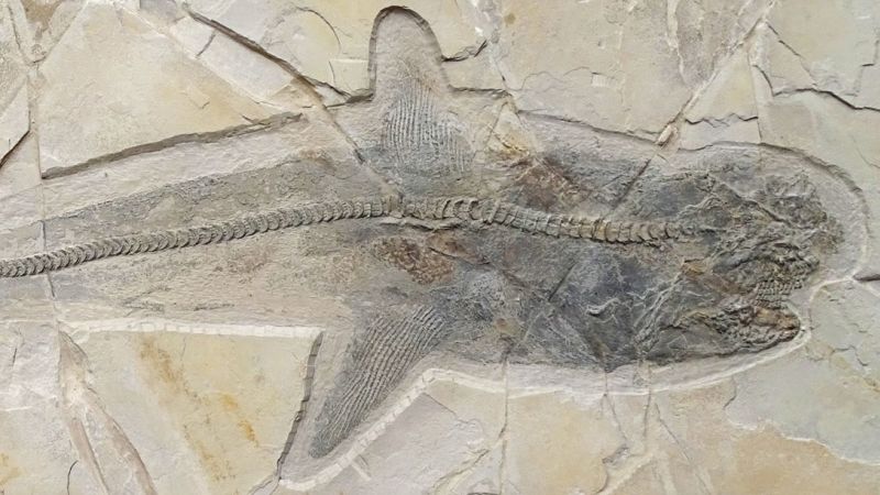 "Ancient Shark Fossil Unveils Dinosaur-Era Mystery"