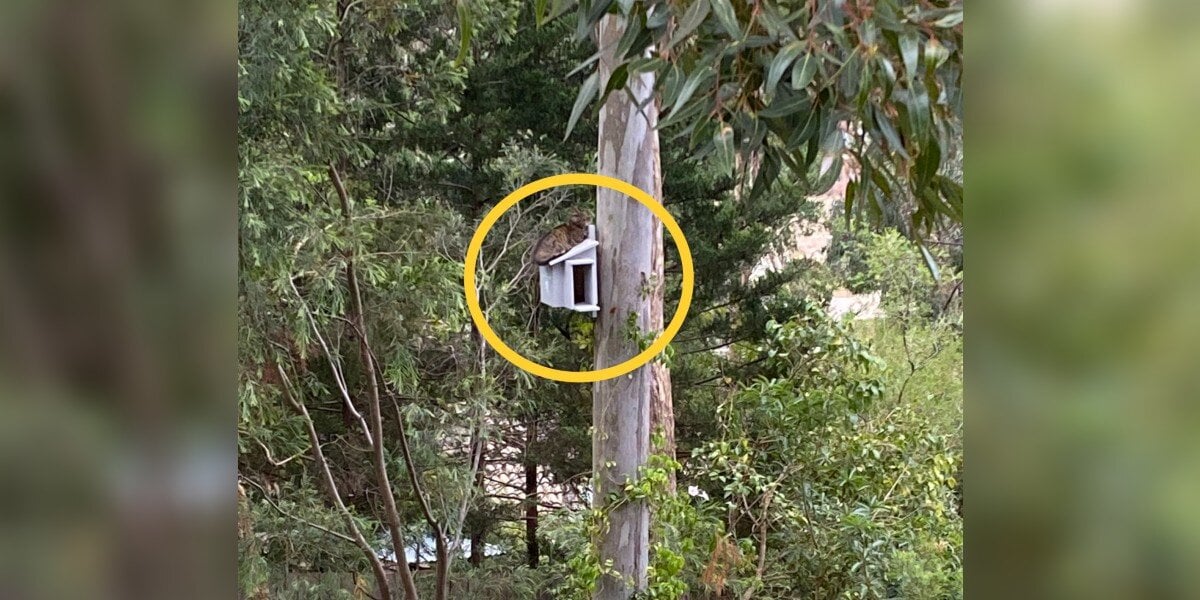 Featured image for "Man Discovers Unexpected Fluffy Guest in Newly Installed Owl Box"