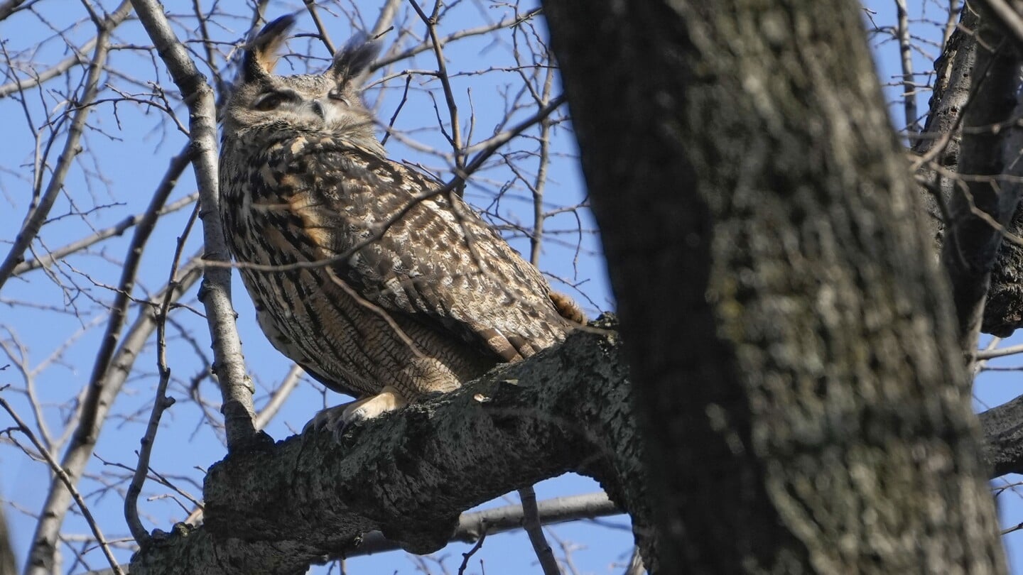 Featured image for "Unraveling the Mystery of Flaco the Owl's Untimely Death in Central Park"
