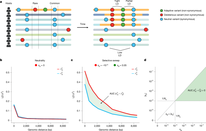 Widespread Gene Sweeps in Human Gut Microbiomes