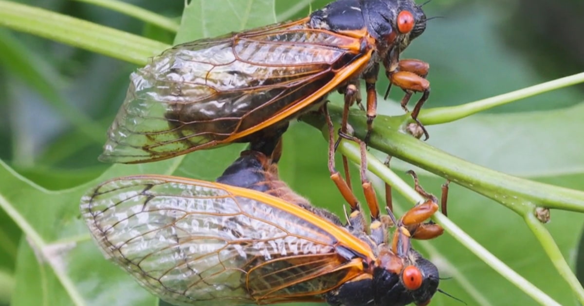 Featured image for "Simultaneous Emergence of Two Cicada Broods in US Threatened by Zombie-Like Fungus"