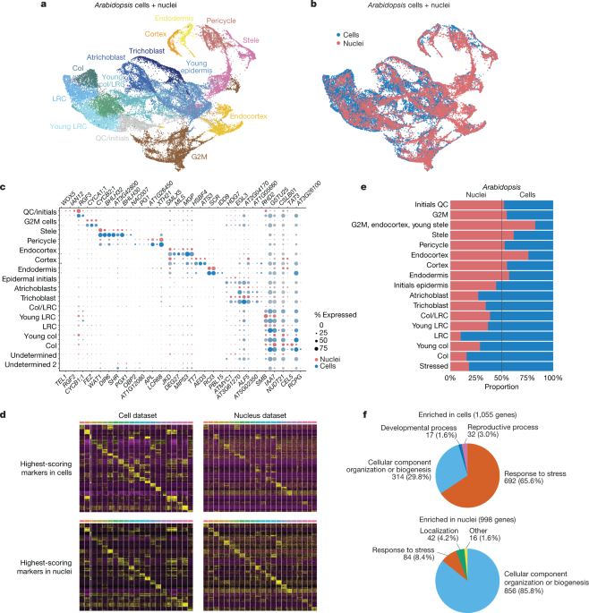 Featured image for Uncovering Cellular Divergence in Crops through Pan-Grass Transcriptome Analysis.
