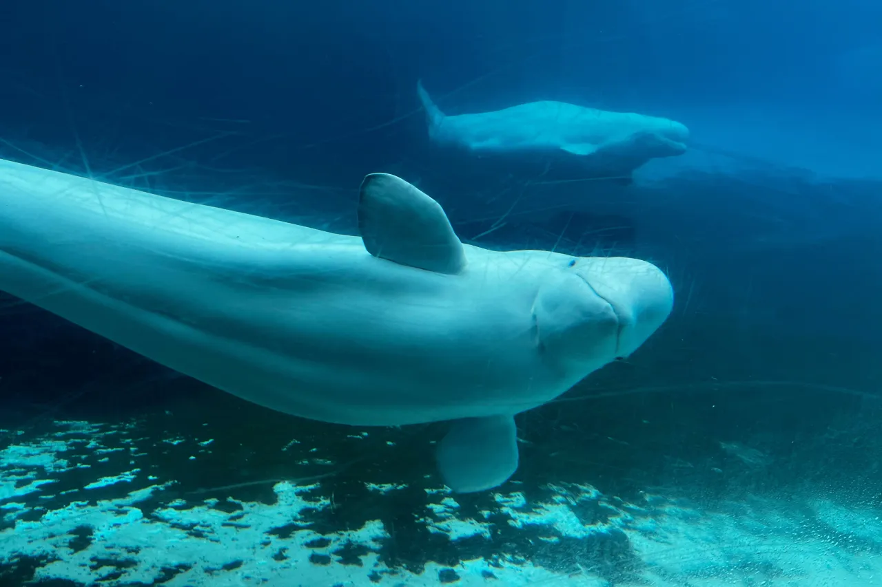Featured image for Canadian Marine Park Threatens Euthanasia for Beluga Whales Without Funding