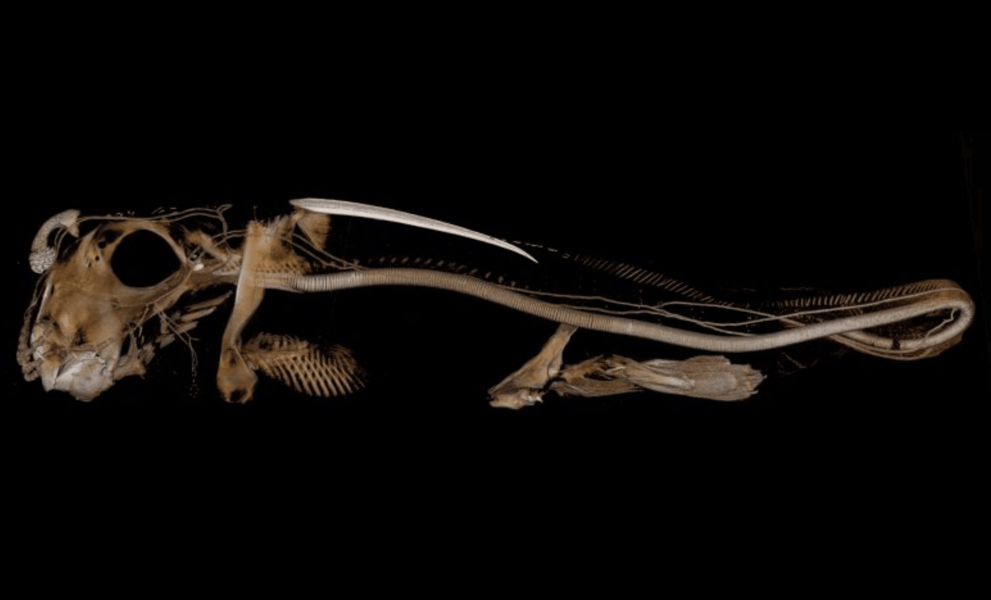 Featured image for Scientists Discover Sea Creature Challenging Evolutionary Theories