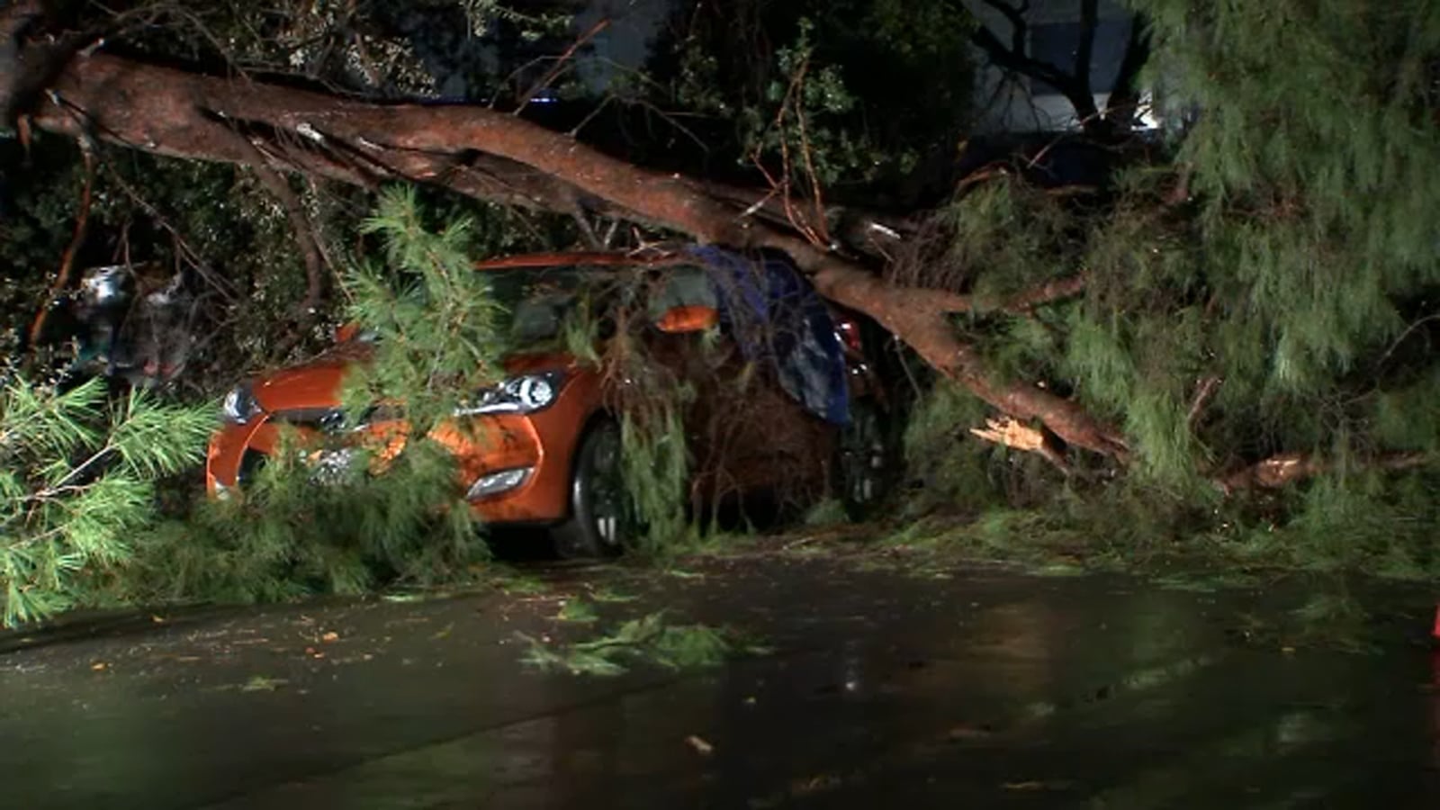 Featured image for Storm Causes Large Tree to Fall, Damaging Vehicles in Reseda