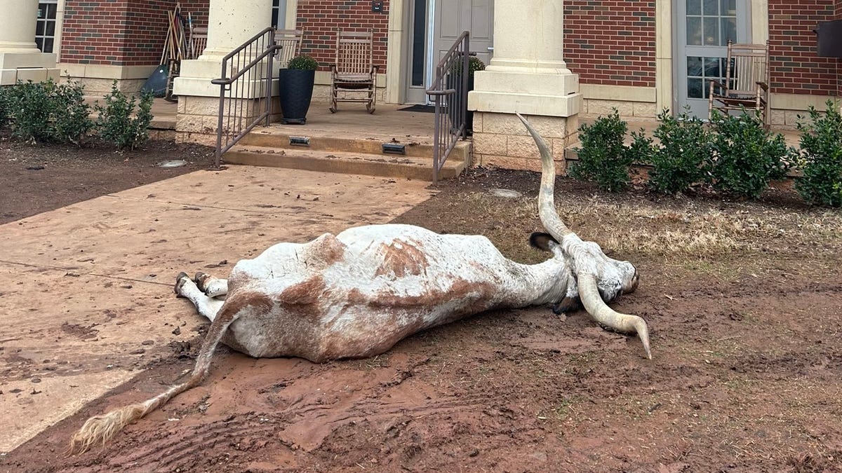 Featured image for Mysterious Dead Longhorn Discovered at OSU Fraternity Before Big Game
