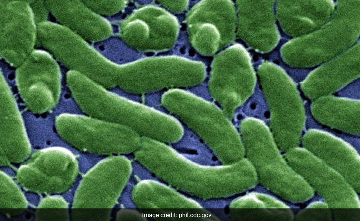 Rising Threat of Flesh-Eating Bacteria Along US East Coast