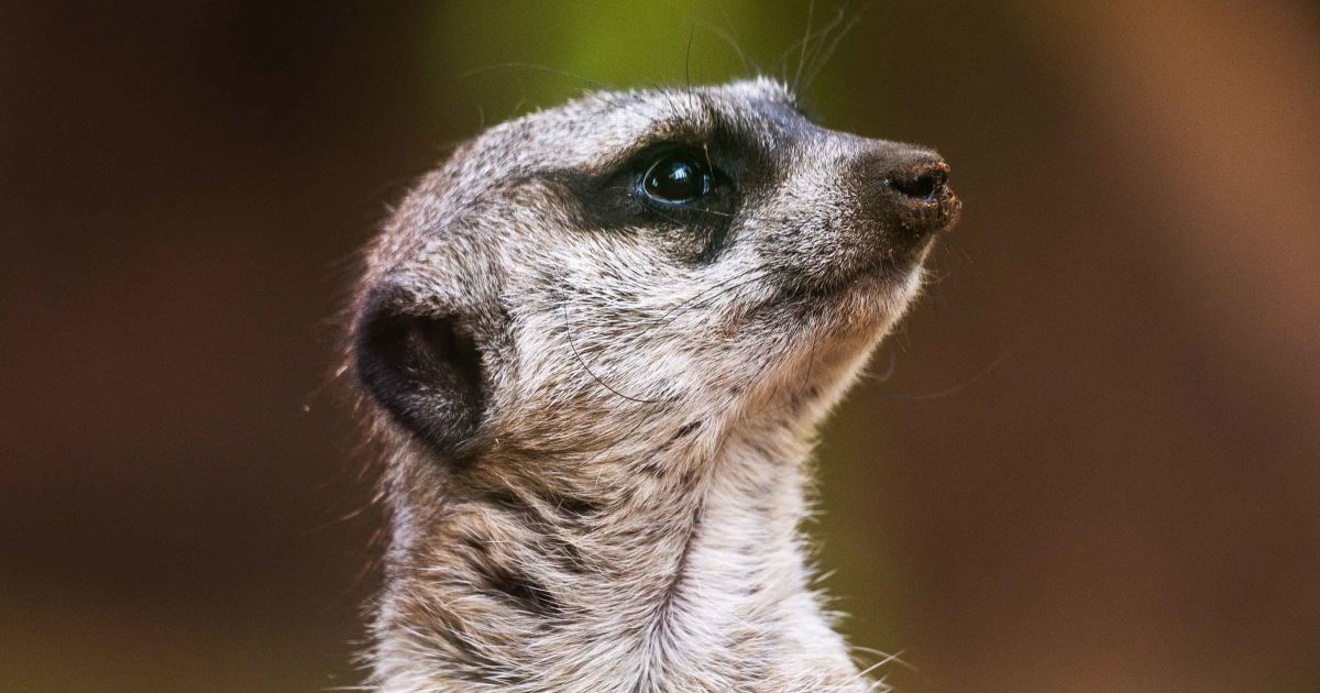 Featured image for Mystery Poisoning Kills 5 Meerkats at Philadelphia Zoo.