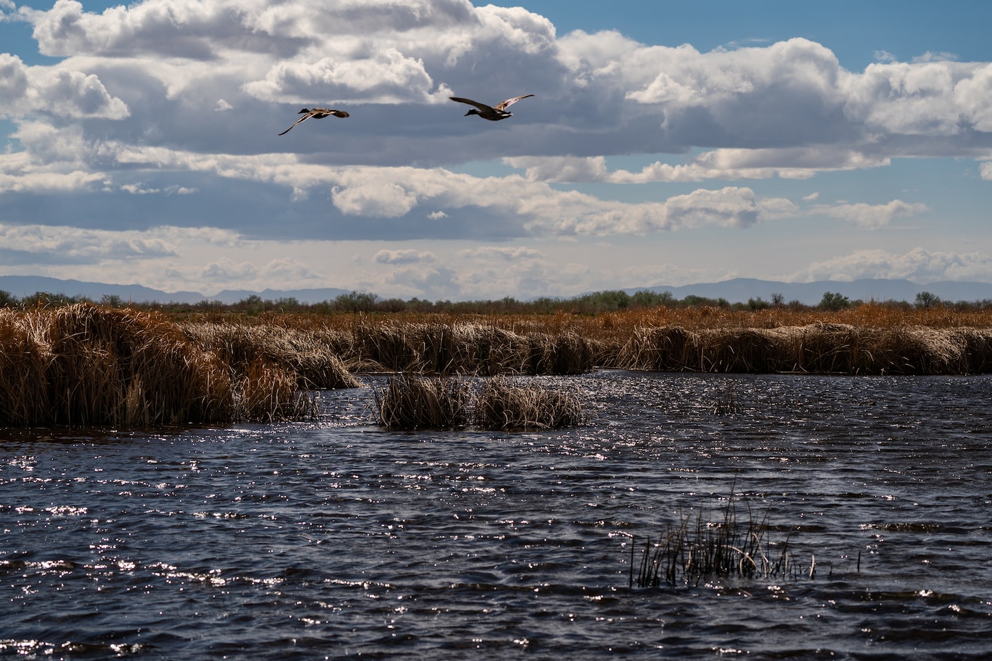 Featured image for "Biden's Rule Threatens Protection of Majority of U.S. Wetlands"
