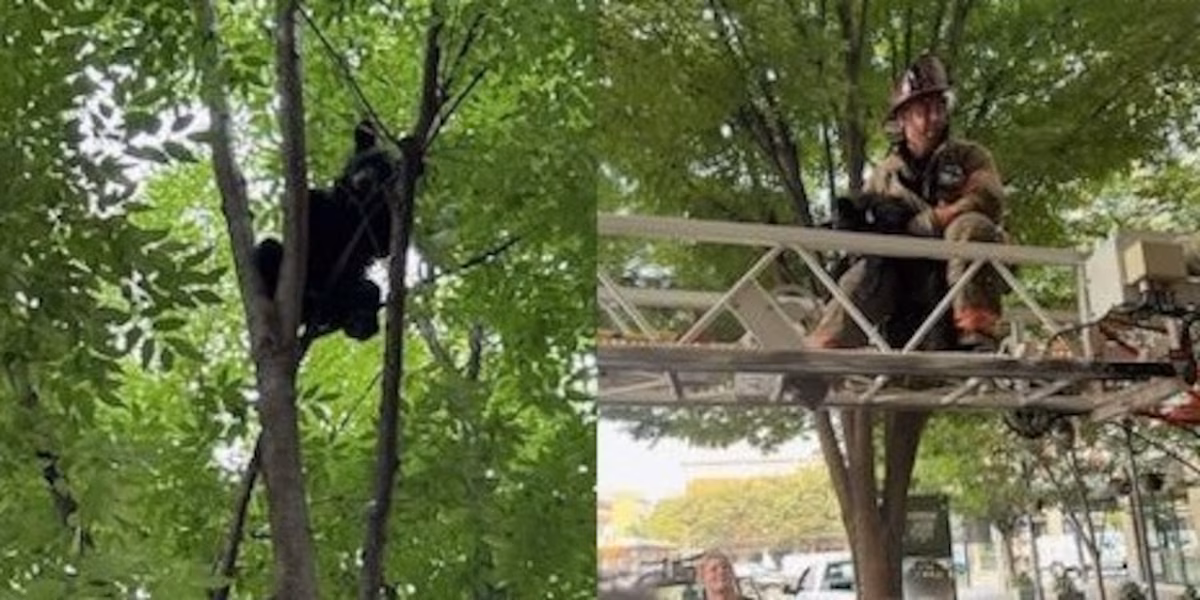 Featured image for Bear Cub Rescued from Downtown Roanoke Tree, Tragically Euthanized