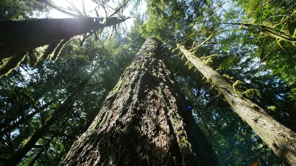 Featured image for "Biden Administration's Bold Steps to Safeguard Old-Growth Forests Amidst Climate Crisis"