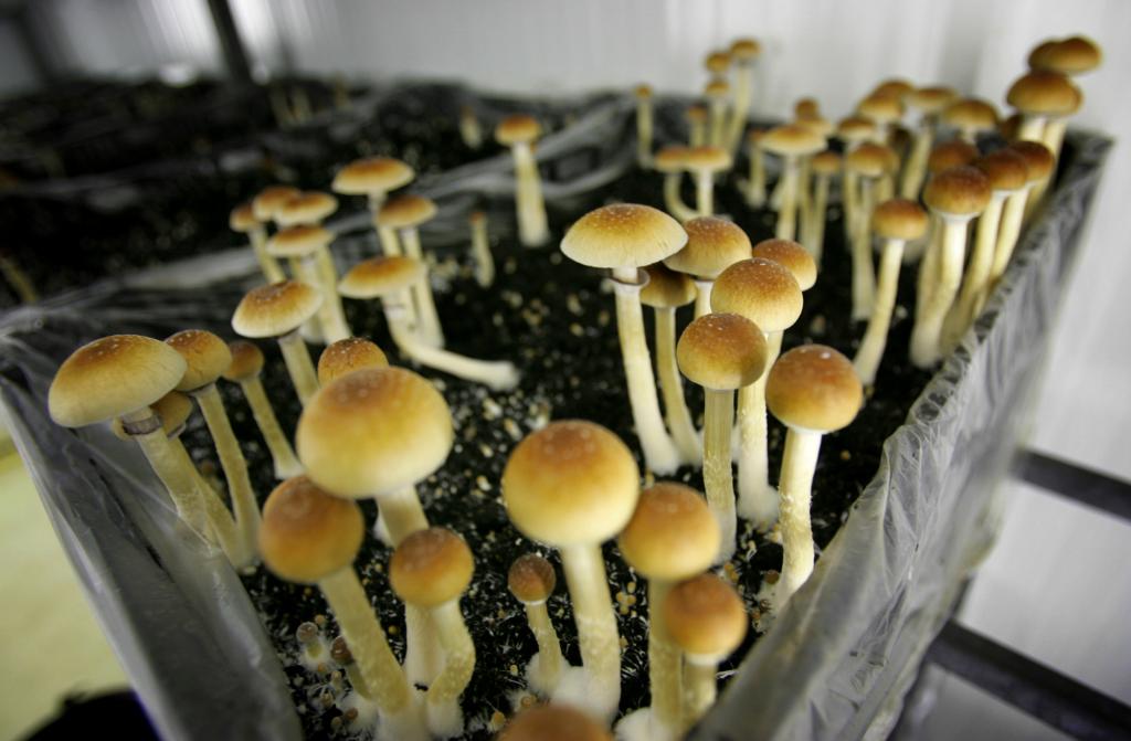 Featured image for "Psilocybin: A Promising Solution for Chronic Pain Treatment"